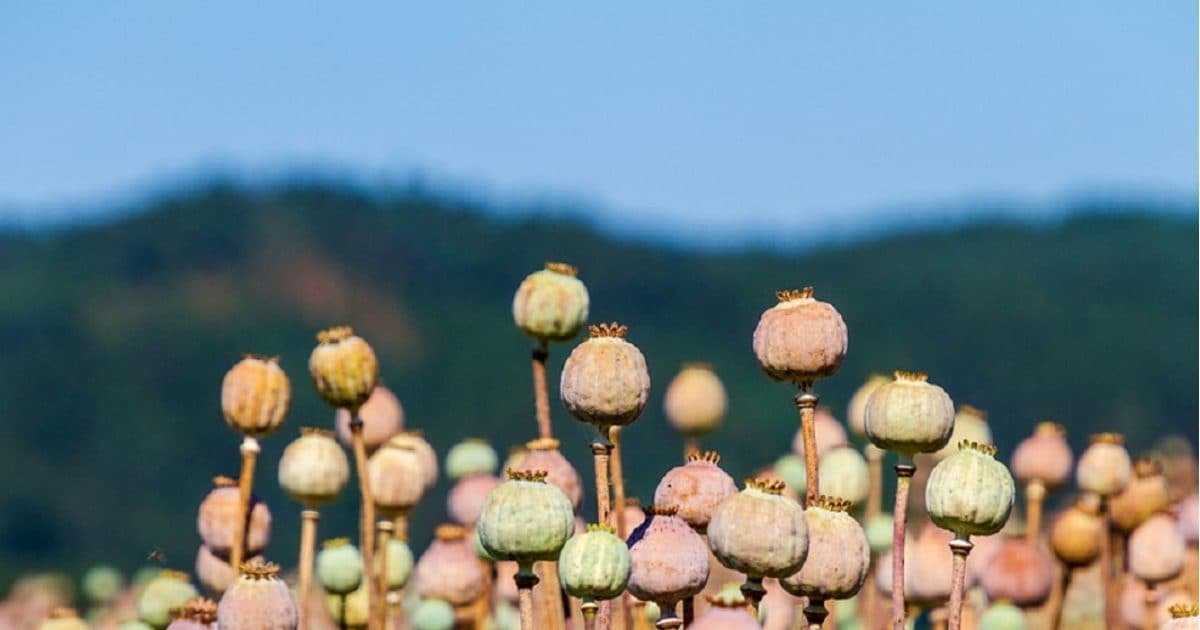 470 एकड़ में था ‘सफेद सोने’ का भंडार, असम राइफल्‍स और CRPF ने कर दिया खाक