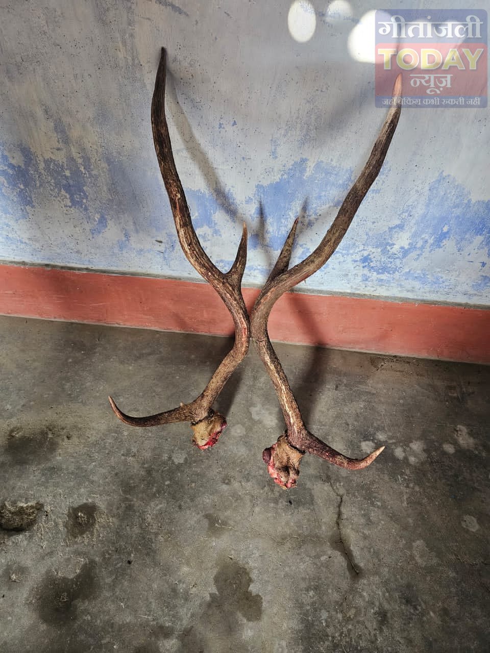 वन्यजीव संरक्षण पर बड़ा प्रहार, सुरक्षित जंगल में हिरन (कोटरा) शिकार का पर्दाफाश, आठ पर केस