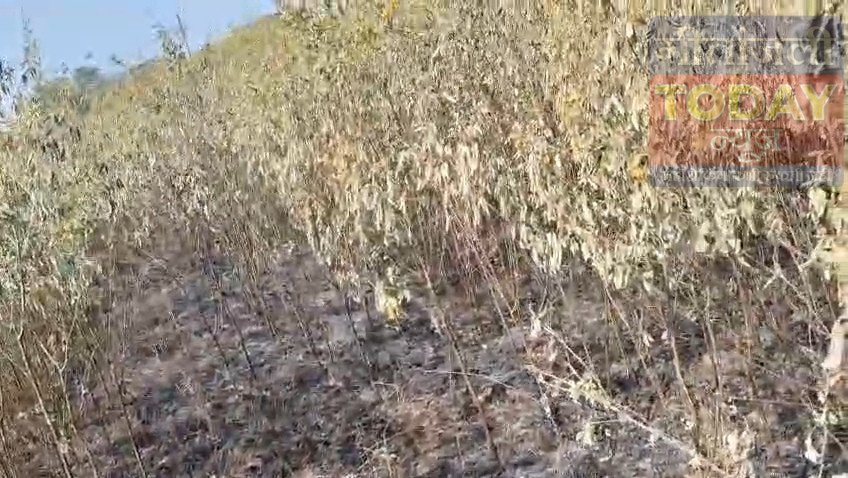 पुतुर गांव में आग से 10 कठा अरहर की फसल जलकर राख, पीड़ित किसानों ने प्रशासन से लगाई मदद की गुहार