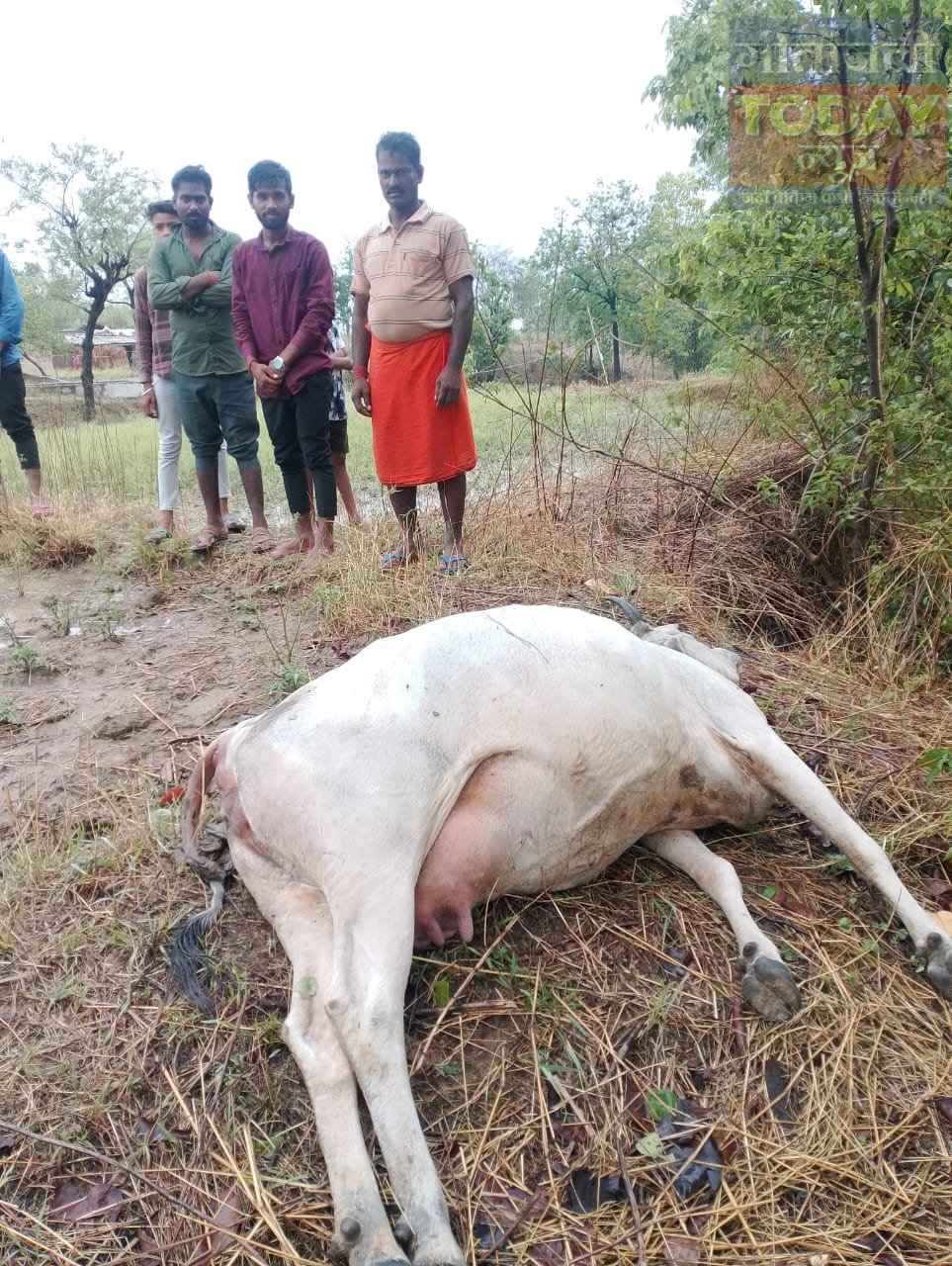 वज्रपात की चपेट में आने से दुधारू गाय की मौत, किसान को हुआ भारी नुकसान