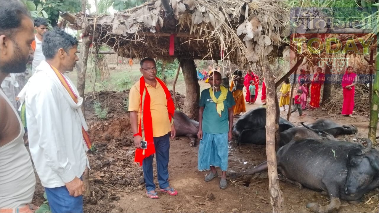 धुरकी:वज्रपात ने उजाड़ी किसान की मेहनत, पांच भैंसों की मौत से ढाई लाख का नुकसान