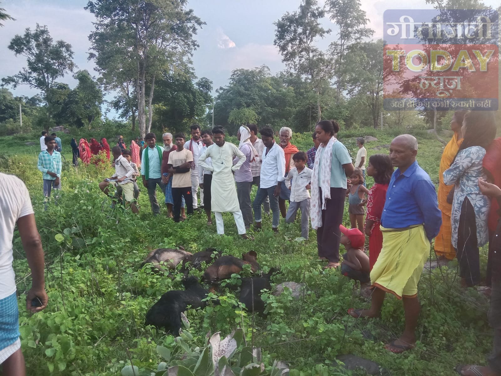 धुरकी में वज्रपात का कहर: आसमानी बिजली गिरने से 5 बकरियों की मौत, ₹60 हजार का नुकसान