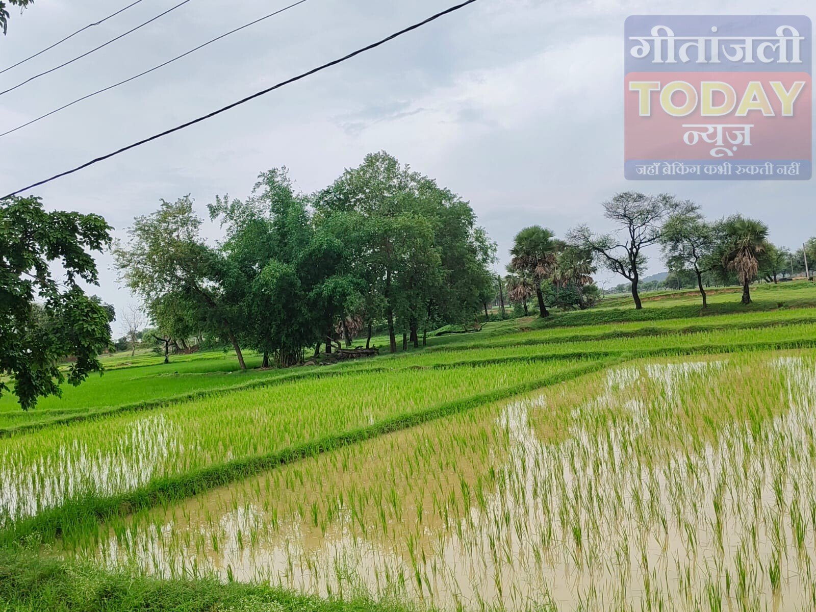 हल्की बारिश से किसानों के चेहरे खिले, धान रोपाई ने पकड़ी रफ्तार