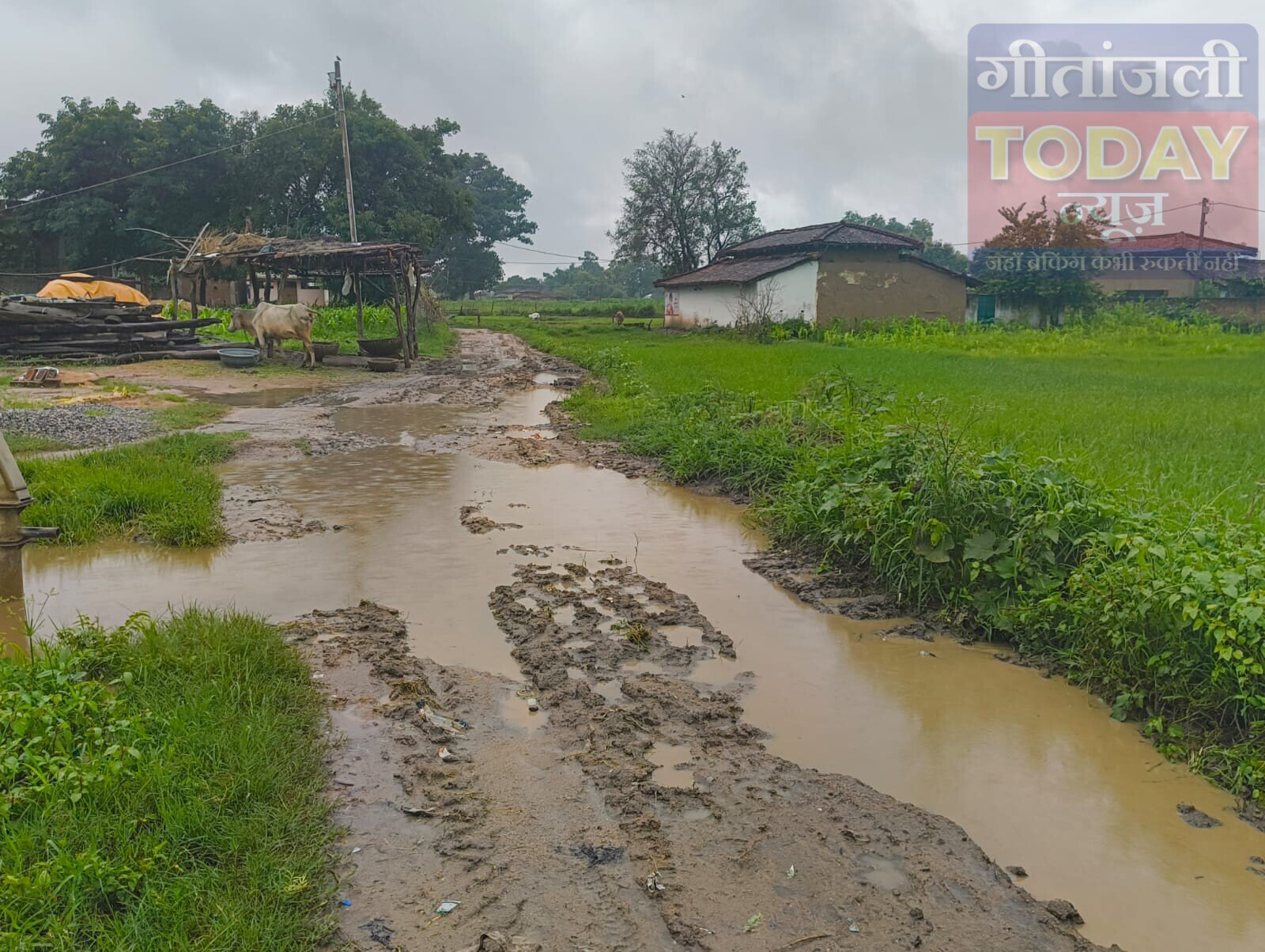 मुखिया जी के गांव का हाल बेहाल, कीचड़-पानी से भरे गड्ढे से गुजरती 300 घरों की आबादी