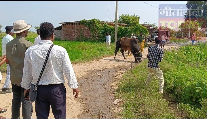 नसबंदी के बाद पिकअप से कूदकर भागा सांड, 5 घंटे चला रेस्क्यू ऑपरेशन